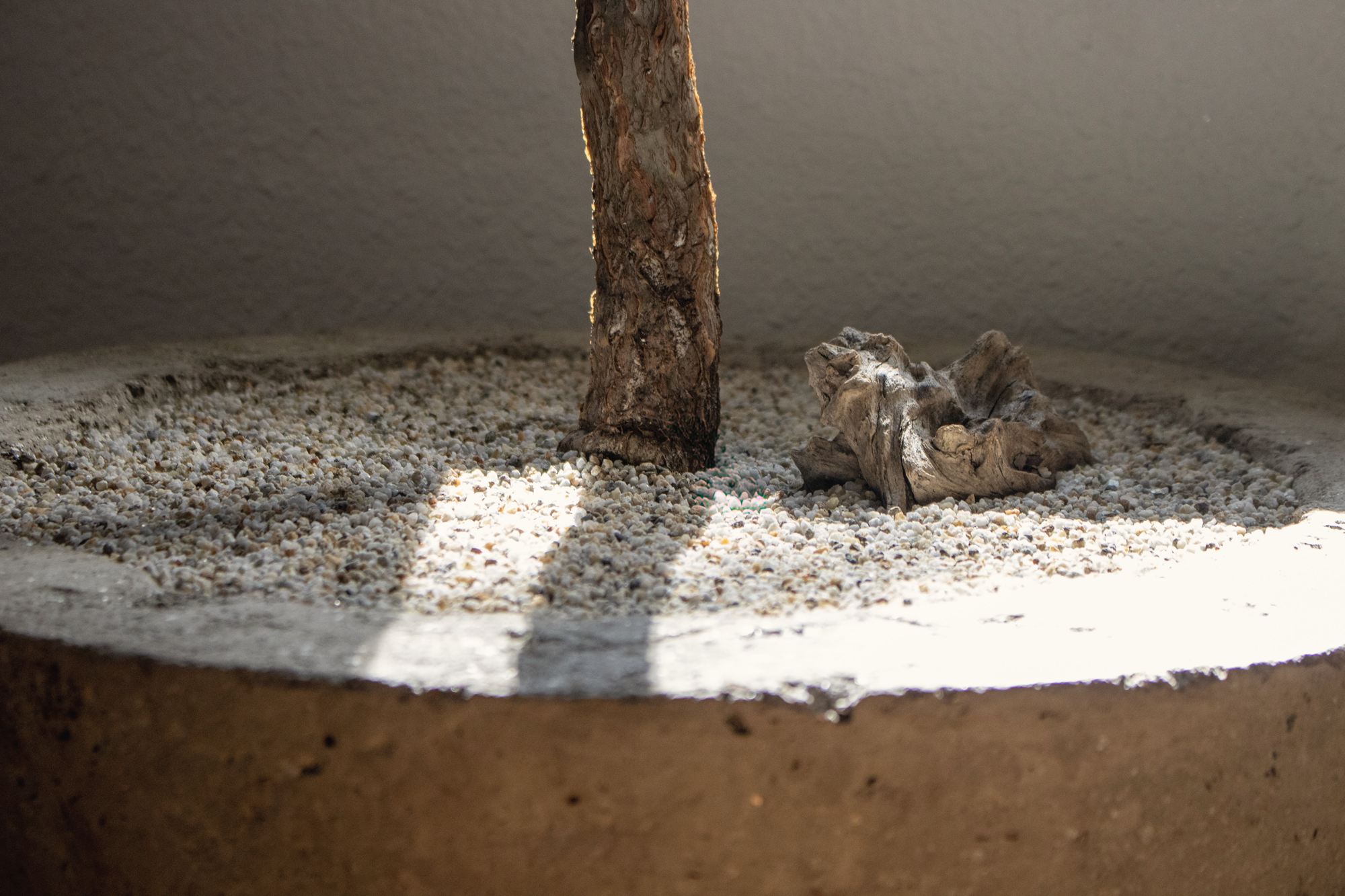 A trunk rising from gravel in a weathered stone vessel, in raking light