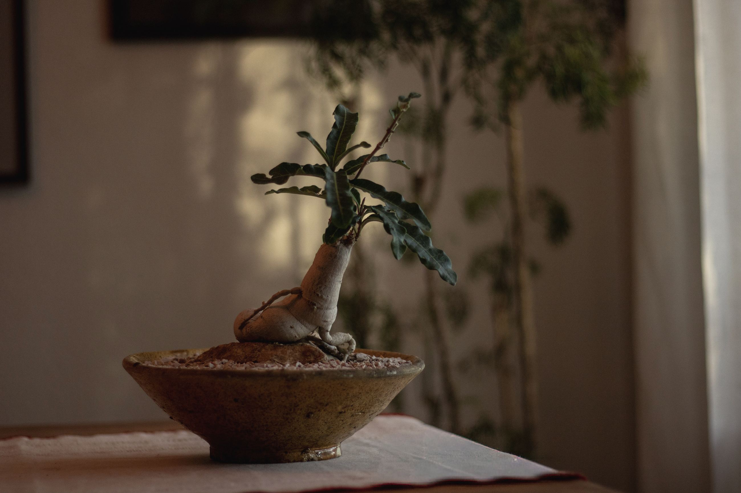 A small bottle tree with a swollen trunk in a shallow terracotta bowl, in low evening light