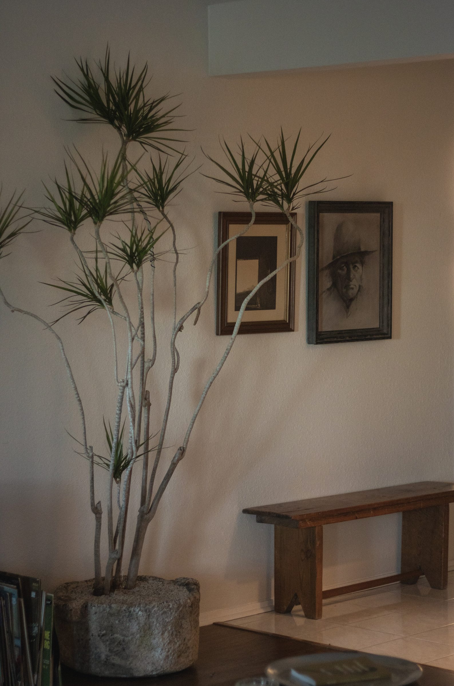 A tall multi-stem Dracaena marginata in a deeply weathered limestone basin, beside two framed drawings and a wooden bench